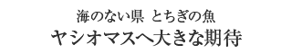 ヤシオマスへ大きな期待